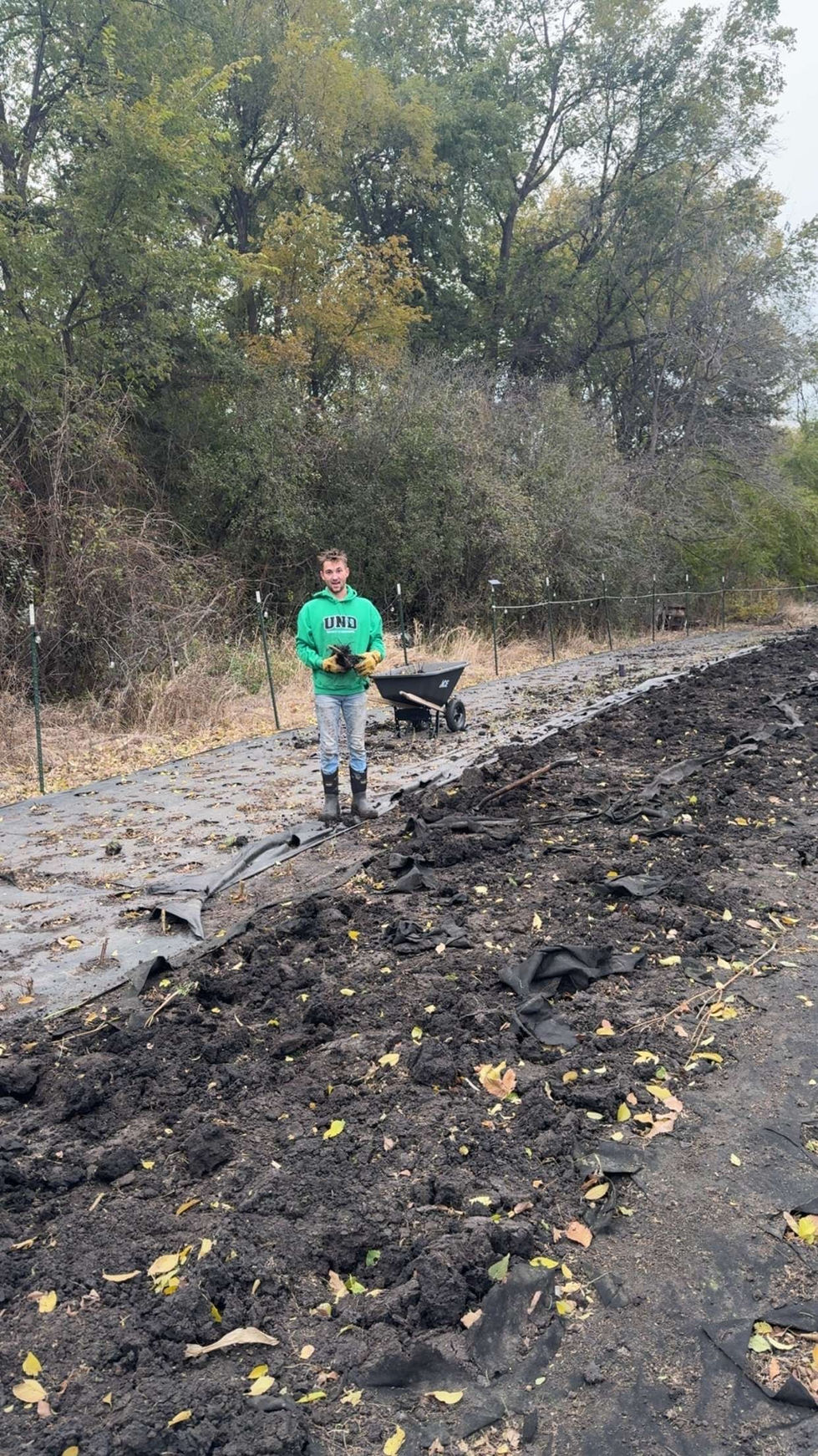Digging Dahlias