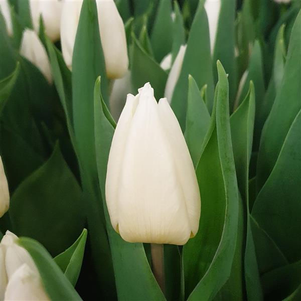 Tulip Trent