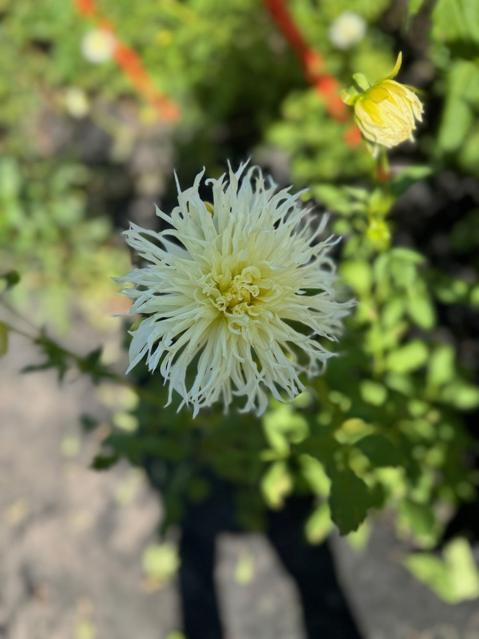 Spider Dahlia