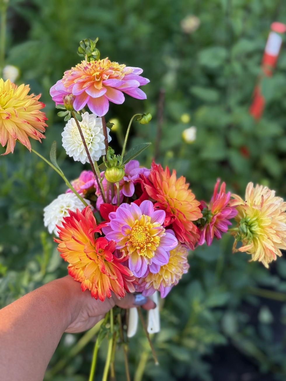 Specialty Dahlia