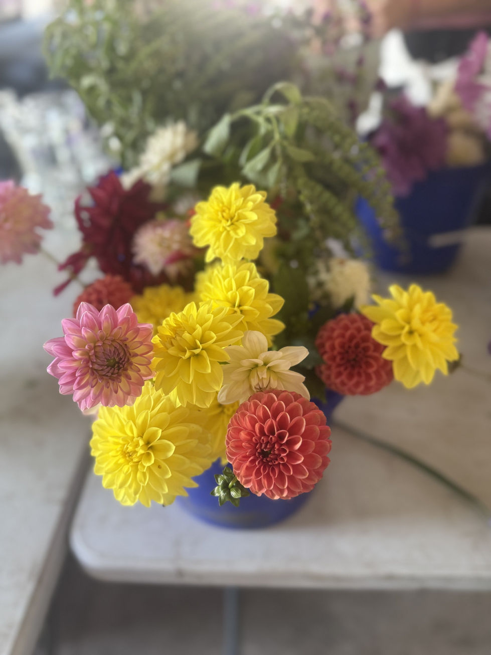 Piles and Pails of Dahlias