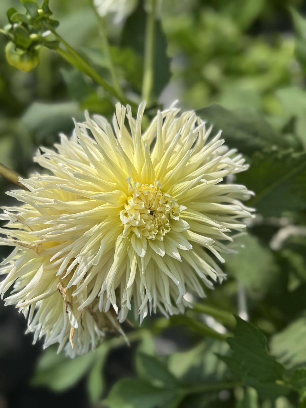 Dahlias 18
