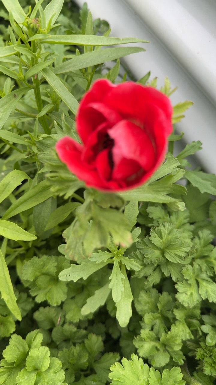 Red and Black Anenome