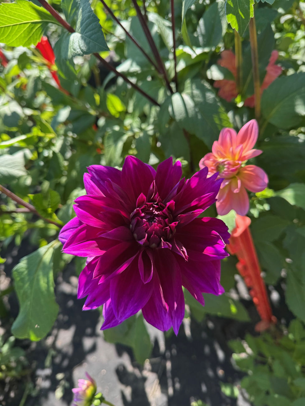 Dahlias 5