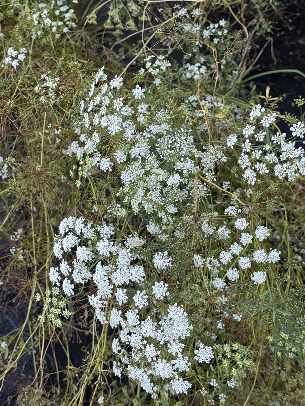 Queen Anne's Lace
