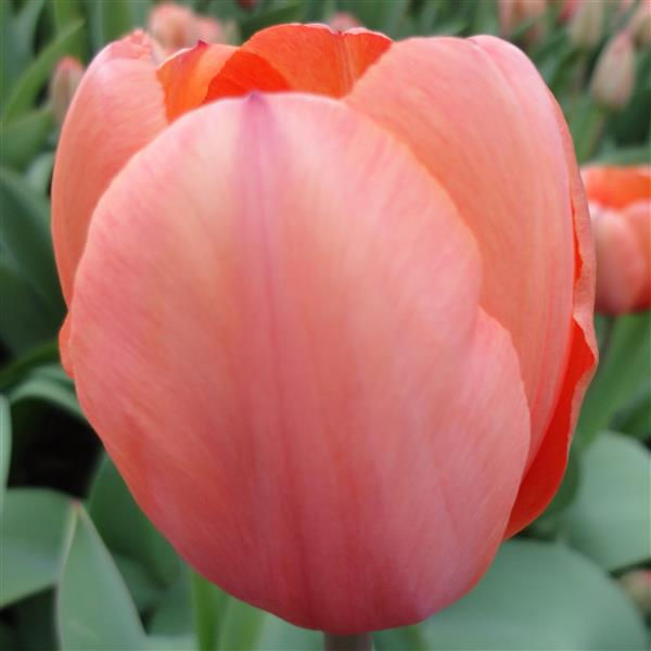 Tulip Lilly