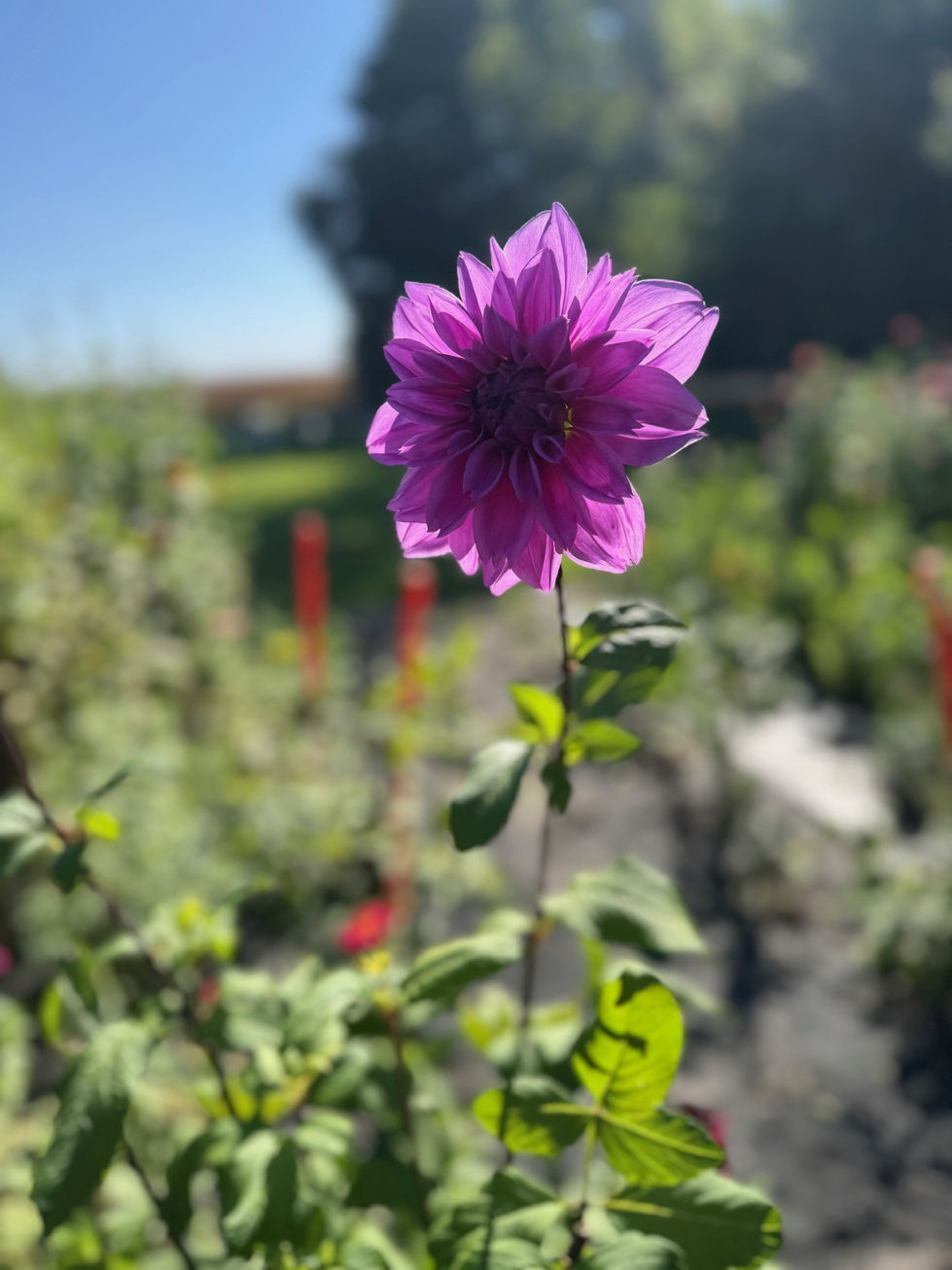 Purple Dahlia