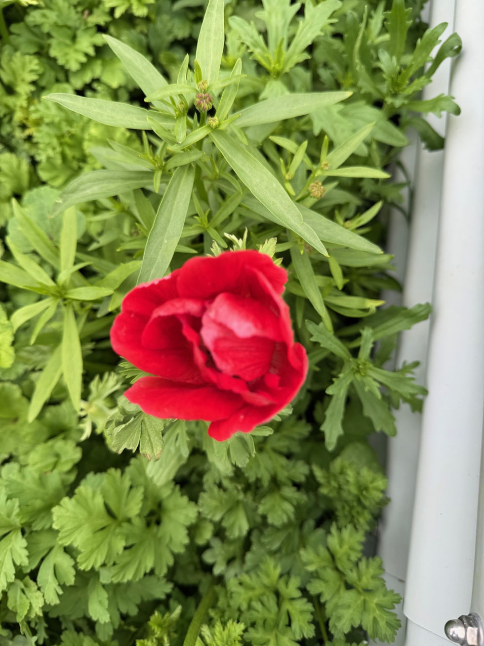 Red Ranunc