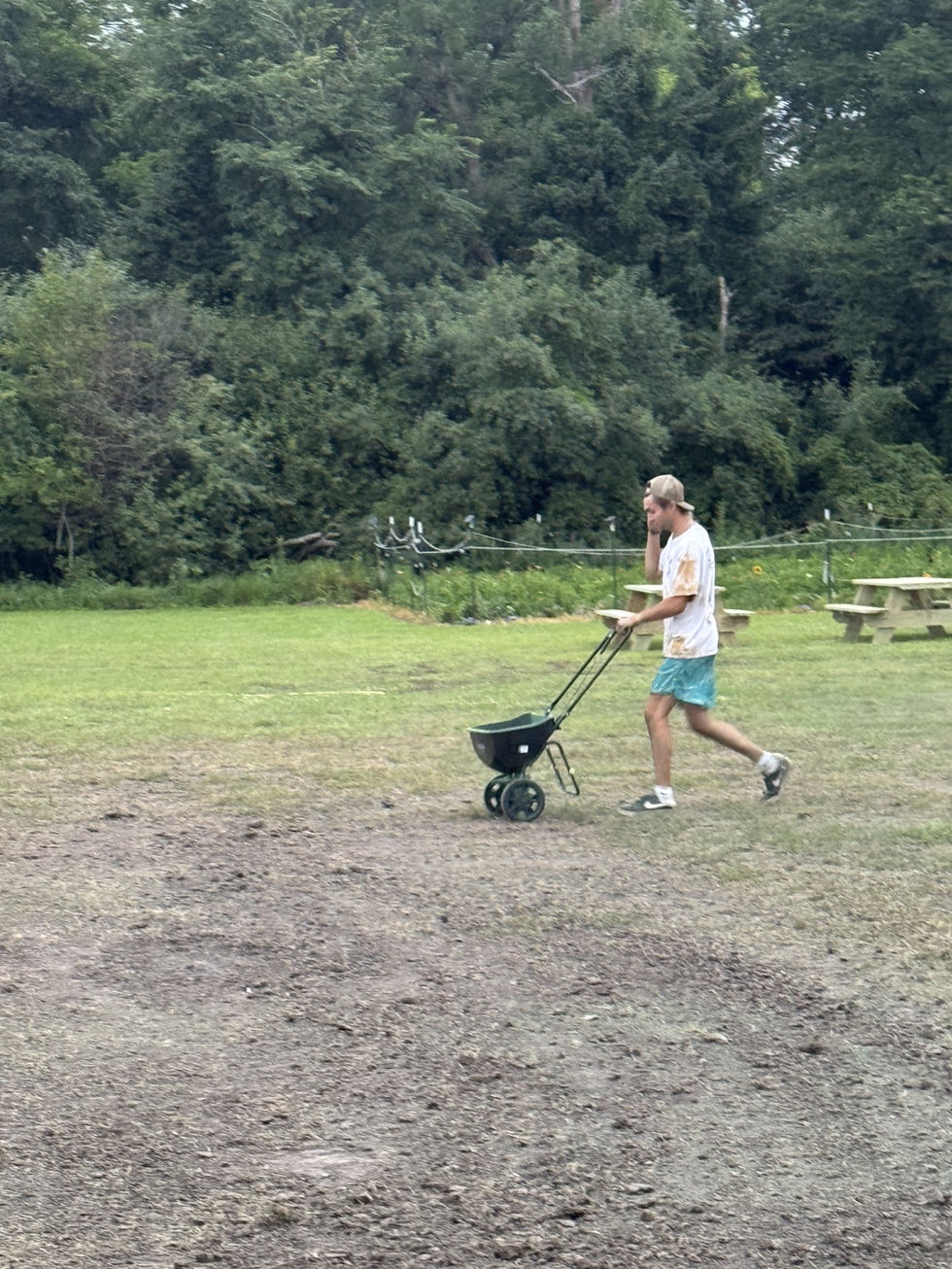 Grass seed
