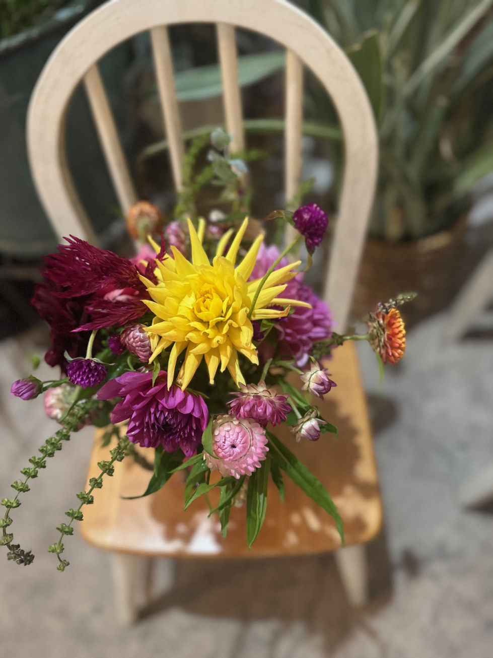 Strawflowers