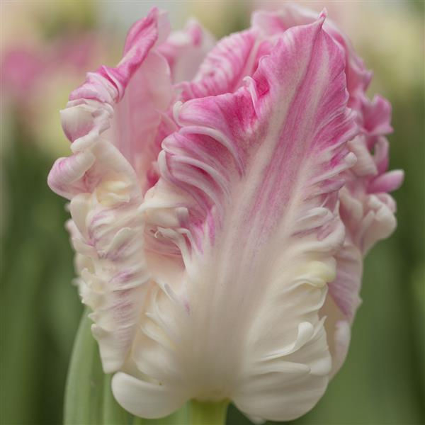 Tulip Nana