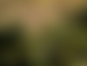 guatemalan specialty coffee, changing the traditional system