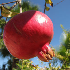 pomegranate.jpg
