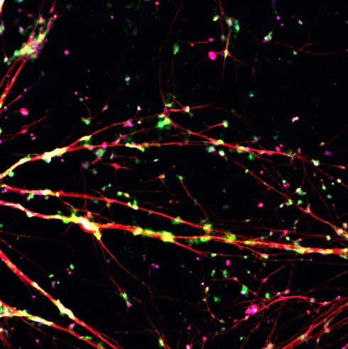 microscopy_edited.jpg