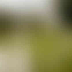 Trauung im Emshof. Traubogen