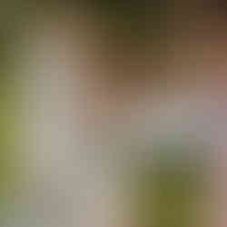 Traurednerin hält mikrofon zur Braut