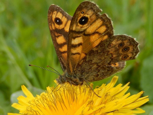 Tel Insecten Mee in Gooise Meren