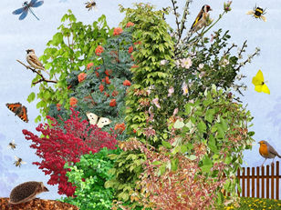 Plant een inheems bos in je tuin 