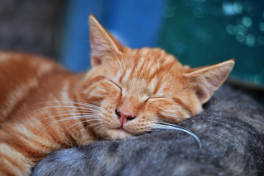Slapende kat.
