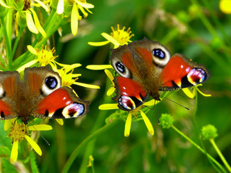 Samen voor meer groen & biodiversiteit in de buurt