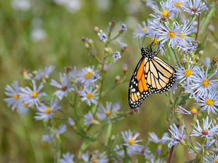 Over 60 jaar groeit hier niks meer. Louise Vet wil dat voorkomen – en weet ook hoe