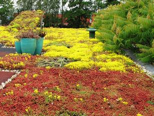 Collectieve inkoop sedumdak