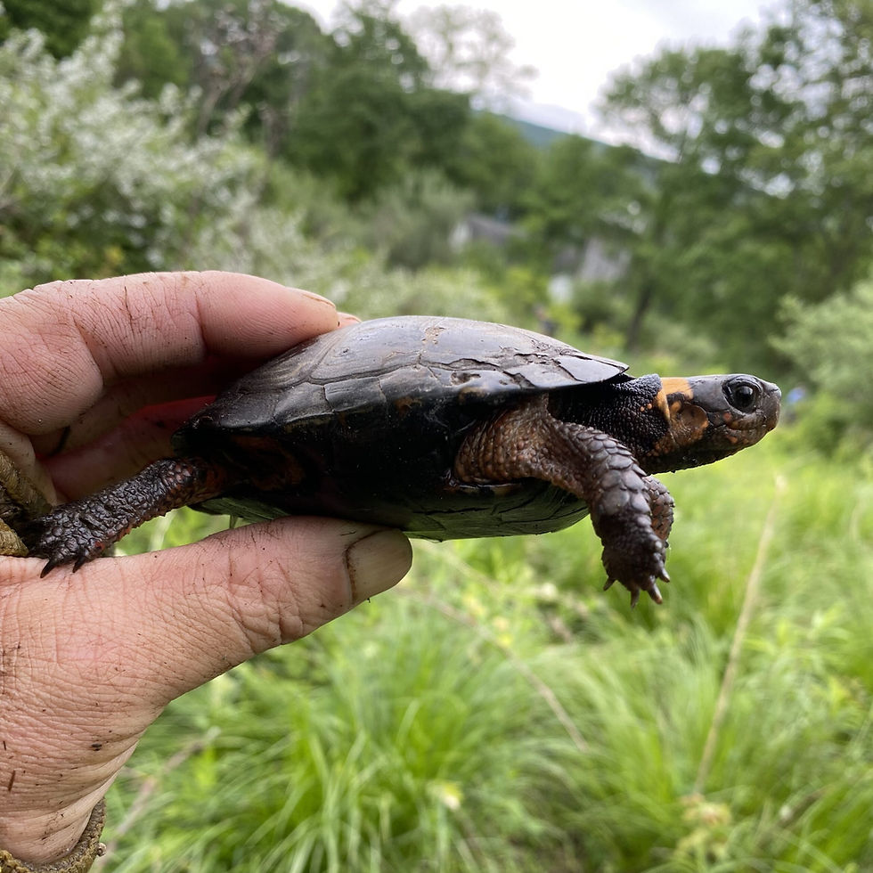 2021-06-02_Bog_Turtle_14_Stan_Boder_NoExif-scaled.jpg