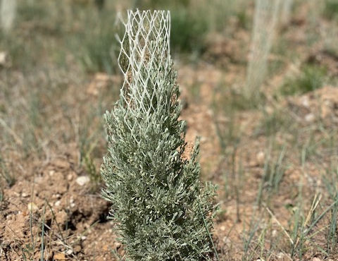 shrub-planting-conservation-project-image.jpg