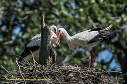 Storch Kreisel Neerach Horst2 06