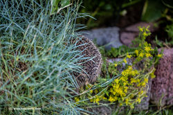 Igel 07.2021 D75_9869 20x30 510