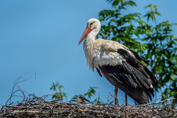 Storch Storchensiedlung05