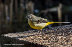 Gebirgsstelze Storchensiedlung02