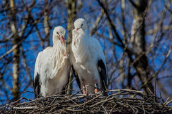 Storch Zoo Zürich 02