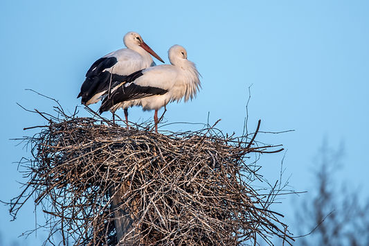 Storch Kreisel 1 03.2022 D72_3888 20x30 430 Kr1.jpg