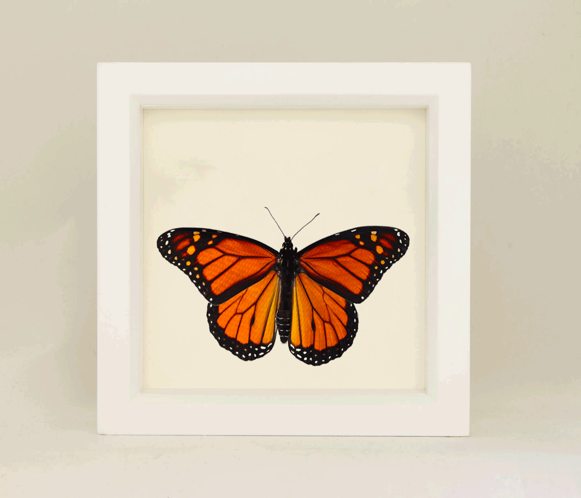 butterfly_xerces_final.gif