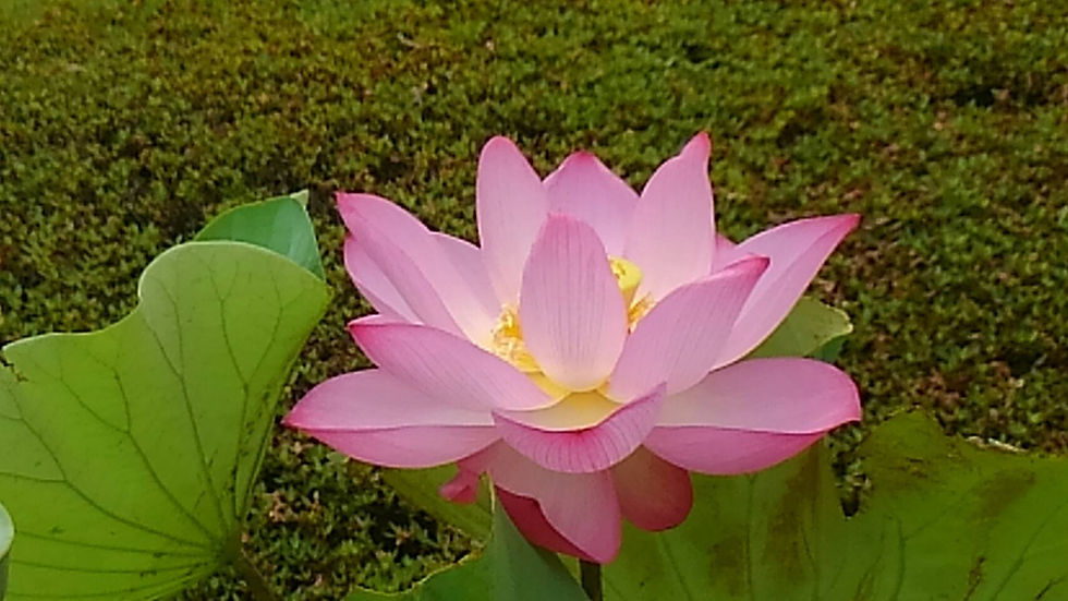 蓮7月