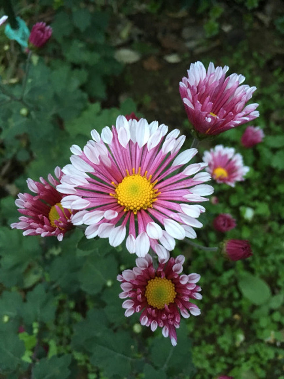 晴美花1