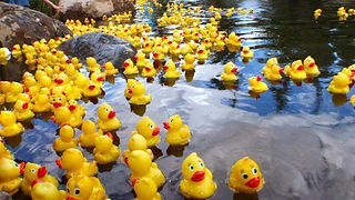Duck-Race 2.jpg