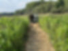 Man walking path between tall plants