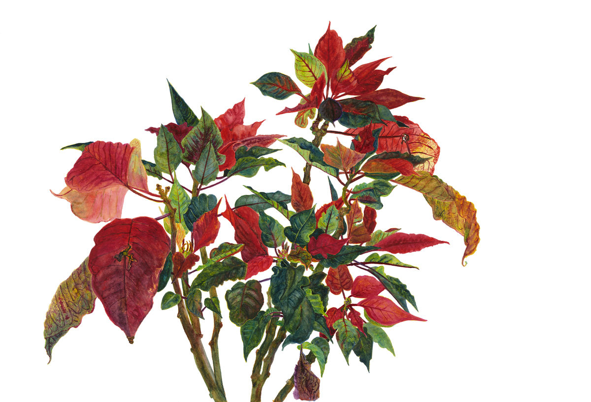 Poinsettia