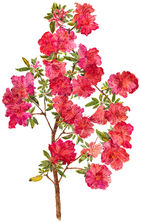 Azalea.10x17.jpg