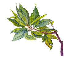 Bay Laurel 10x12 .jpg