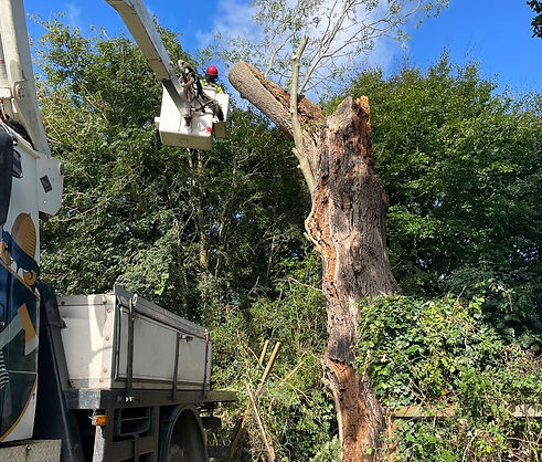 dead wooding