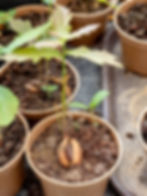 Oak sapling grow at school, ready for planting. This is to help the school move towards net zero emissions.