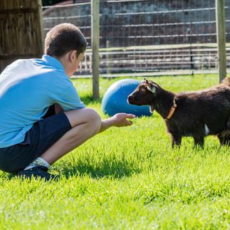 Meet our pygmy goats