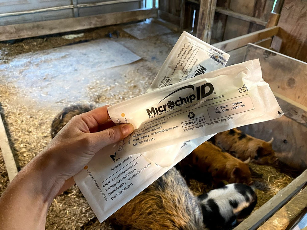 Pigs and Chips easy as 1, 2, 3