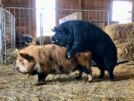 Designer Kunekune: A Word Of Caution, Part III