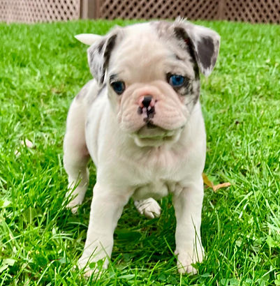 MILO-Male boston T (1).jpeg