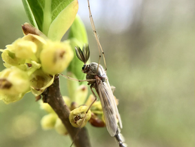 Handsome Chironomid
