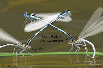 New #thattotallyisnottwometers - Ovipositing Damselflies